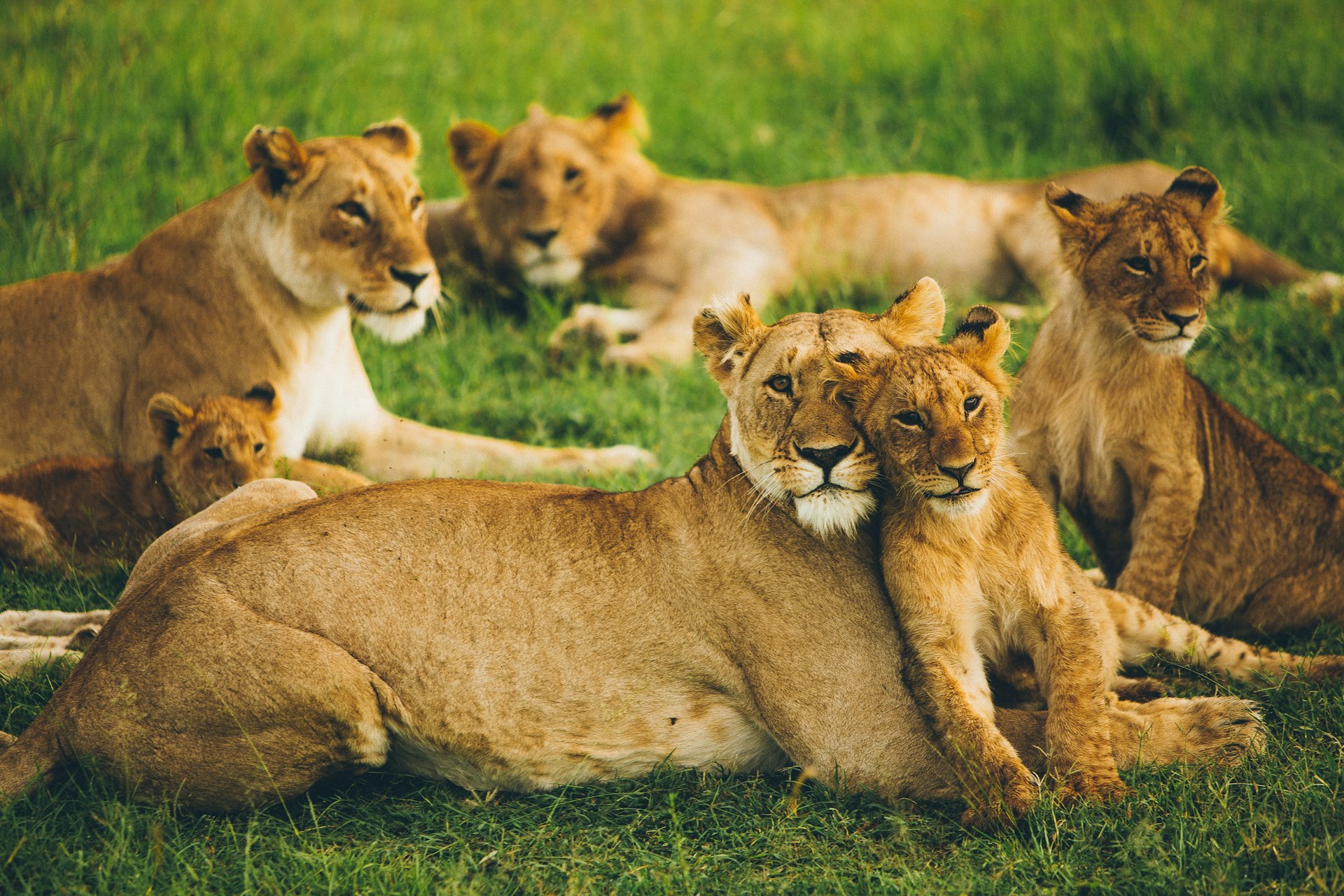pride of lion on field